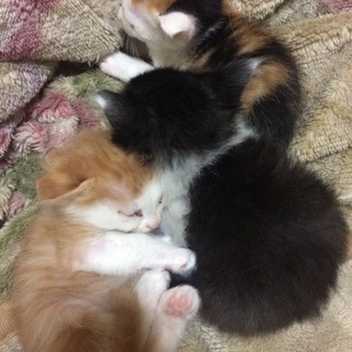 4匹の猫ちゃん - 猫