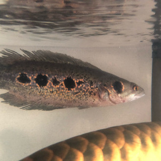 発送可能 フラワートーマン 約40cm