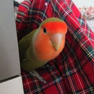 コザクラインコの里親さん募集中