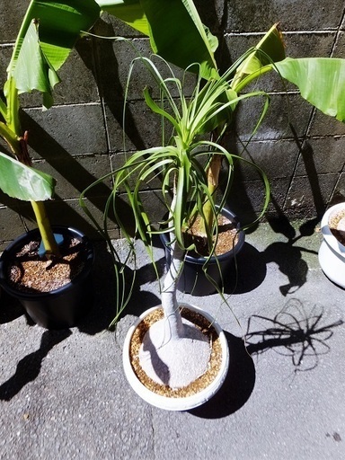 引き取り決まりました 観葉植物ポニーテール 別名 トックリランノリナ 元軸回り約６５ Rinrin 西大路のその他の中古あげます 譲ります ジモティーで不用品の処分