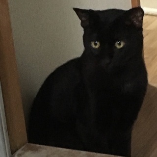 二歳の黒猫