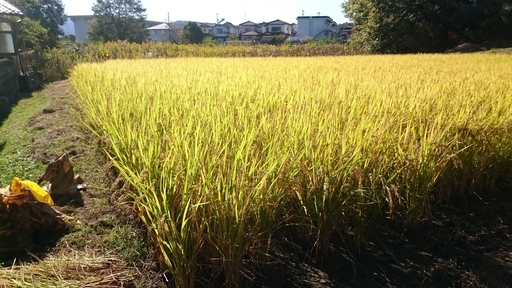 2018年産のお米（玄米30kg）、除草剤以外の農薬は一切不使用、冷蔵保存、引き取り・コイン精米利用者限定、残り2袋です