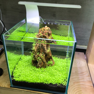 公式の店舗 小型水草水槽 照明付き 20cmキューブ 10kg程度 その他