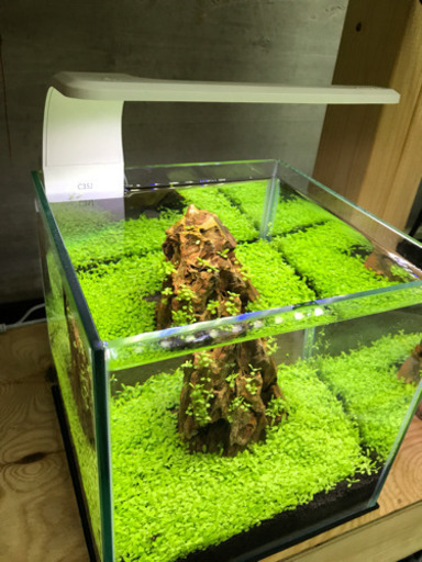小型水草水槽 照明付き cmキューブ 10kg程度 Aqua 善通寺のその他の中古あげます 譲ります ジモティーで不用品の処分 小型水草水槽 照明付き cmキューブ 10kg程度 Aqua 善通寺のその他の中古あげます 譲ります ジモティーで不用品の処分