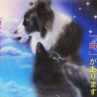 里親決定！有難うございました！🆘保健所収容🐶怯えて固まっている甲斐犬mix風2歳位の女の子 避妊ワクチン済み【県外譲渡可】 - 里親募集