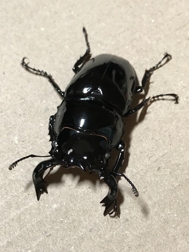 タランドゥスオオツヤクワガタ ホワイトアイ 新成虫ペア