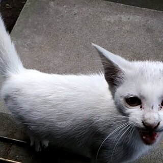 【10/3更新】まゆげのある白い子猫