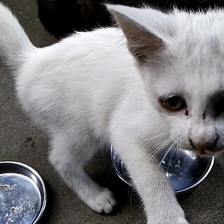 【10/3更新】まゆげのある白い子猫 - 新潟市