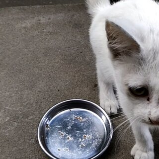 【10/3更新】まゆげのある白い子猫 - 猫