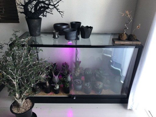 ガラスケース 植物温室