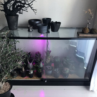 ガラスケース 植物温室 | energysource.com.br