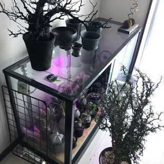 ガラスケース 植物温室 | oxyoriental.co.uk