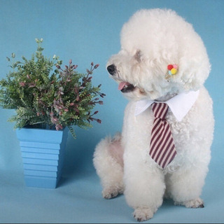 新品 犬 猫 ネクタイ ストライプ スーツ 服 衣装