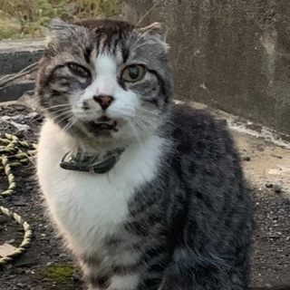 飼い主さんの元に無事に帰れますように