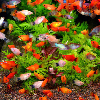 水槽セット！ 14点！！ 熱帯魚付き！ すぐにお使いになれます。