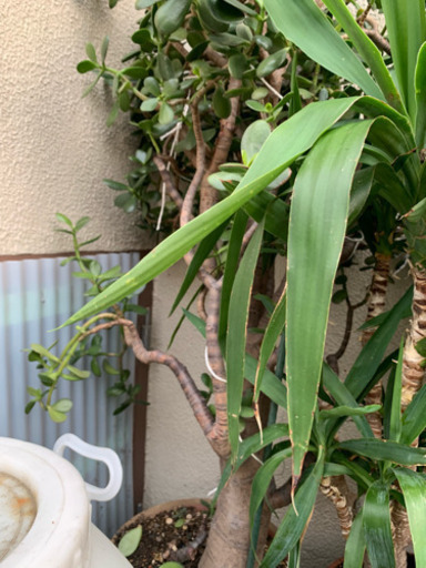 最高 家を守る観賞葉ぱ 