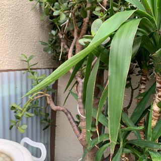 極美品 JIMMY CHOO ウエッジソールサンダル 36エスパドリーユ★6万-家を守る観賞葉ぱ