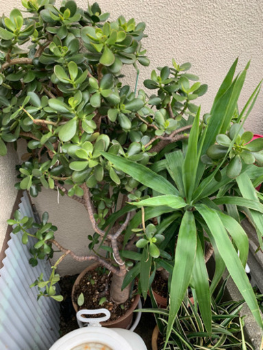 最高 家を守る観賞葉ぱ 