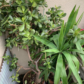 極美品 JIMMY CHOO ウエッジソールサンダル 36エスパドリーユ★6万-家を守る観賞葉ぱ