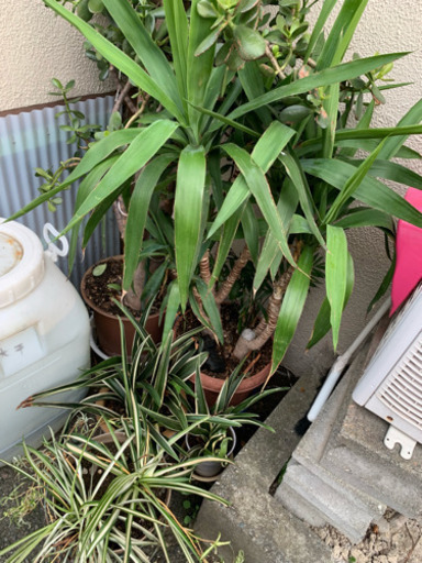 最高 家を守る観賞葉ぱ 