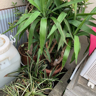 極美品 JIMMY CHOO ウエッジソールサンダル 36エスパドリーユ★6万-家を守る観賞葉ぱ