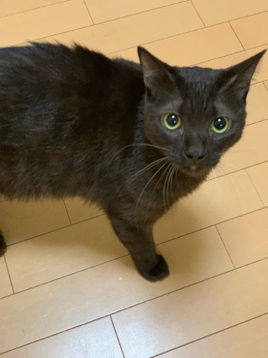 去勢済みオス猫兄弟(1歳) Neutered cats for adoption (1 year-old 