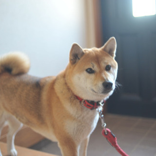 長野県の犬の里親募集 ジモティー