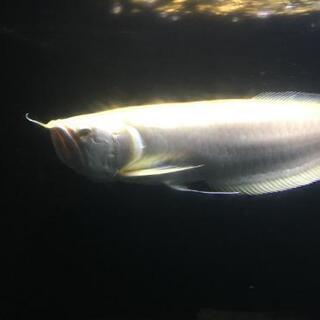 アルビノシルバーアロワナ 約45～47cm ハイボディ 【公式通販】
