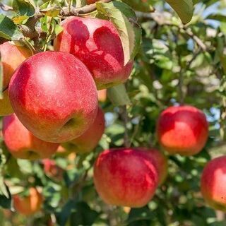 旬のりんご栽培管理をお手伝いしてくださる方を募集しています！