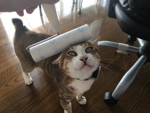 ちょっと偉そうな猫 かわちゃん 原の猫の里親募集 ジモティー ちょっと偉そうな猫 かわちゃん 原の猫の里親募集 ジモティー