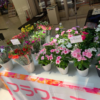 3時間で5000円八潮市、お花販売