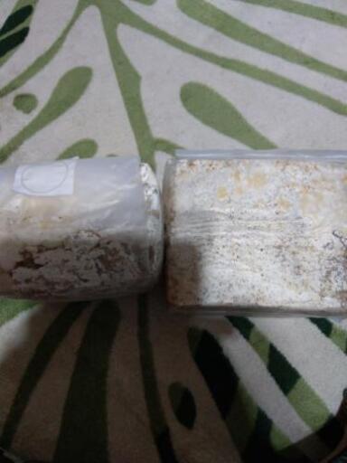 カンタケ菌糸ブロック一個 たく 大倉山のその他の中古あげます 譲ります ジモティーで不用品の処分