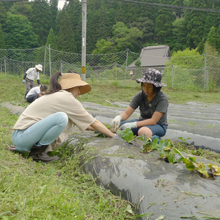 NORABu  冬野菜の苗植え・タネまき − 京都府