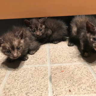 子猫3兄弟 - 猫
