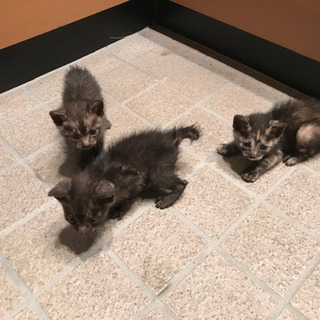 子猫3兄弟