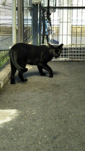 桜猫にチャンスをm M 楢村憲和 倉敷の猫の里親募集 ジモティー