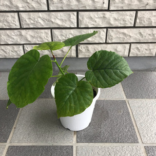 観葉植物 フィカス  ウンベラータ その5