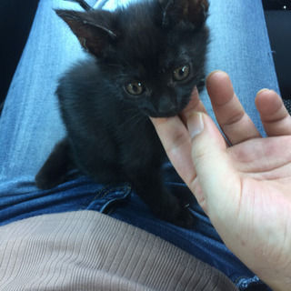 生後約１ヶ月の黒猫