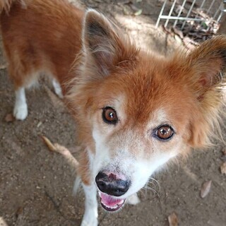 飼い主持ち込み　10歳の穏やかなわんこ