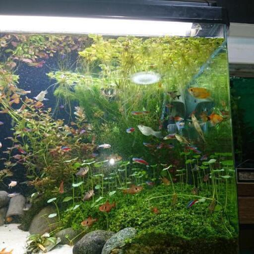 水草浮き草アマゾンフロッグビットetc あられ 桜ヶ丘のその他の中古あげます 譲ります ジモティーで不用品の処分