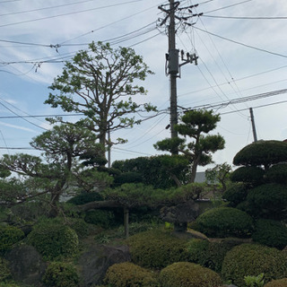 植木の剪定致します！