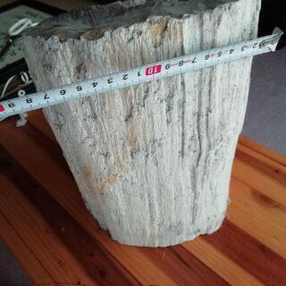 木の化石 珪化木