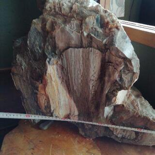 珪化木(ペトリファイドウッド) | www.expandastand.com.au