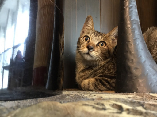 人懐っこい ピカチュウ シッポキジ猫ちゃん兄妹 オスカー 稲沢の猫の里親募集 ジモティー