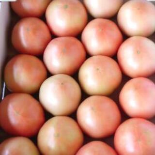 茨城県産  桃太郎トマト  1箱20個入りLサイズ