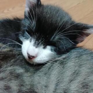 生後一ヶ月の可愛い子猫 − 大阪府