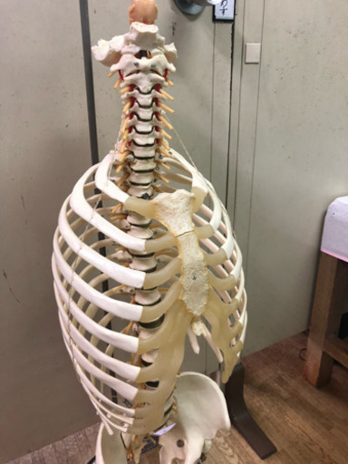 脊柱骨格 模型・大腿骨、胸郭付き～人体模型