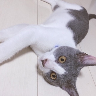 洋猫MIX 灰色ハチワレ♂