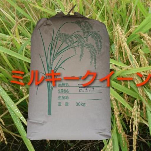 R4 堆肥使用 高品質 ミルキークイーン 先端農家の作るお米