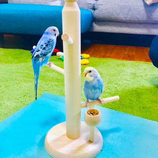 ６ヶ月のセキセイインコ 1匹ずつでも構いません